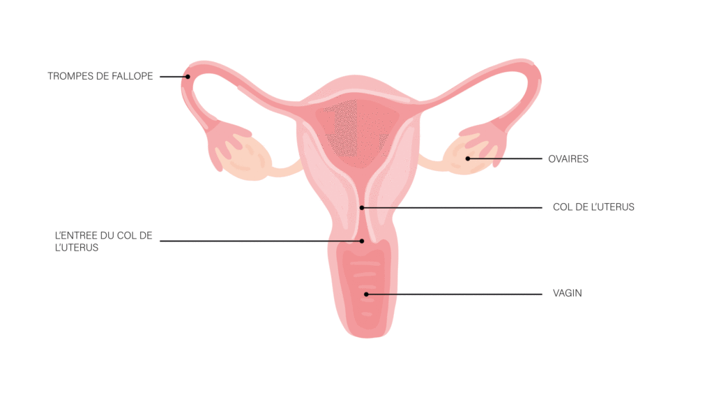 Schéma anatomique col de l'utérus